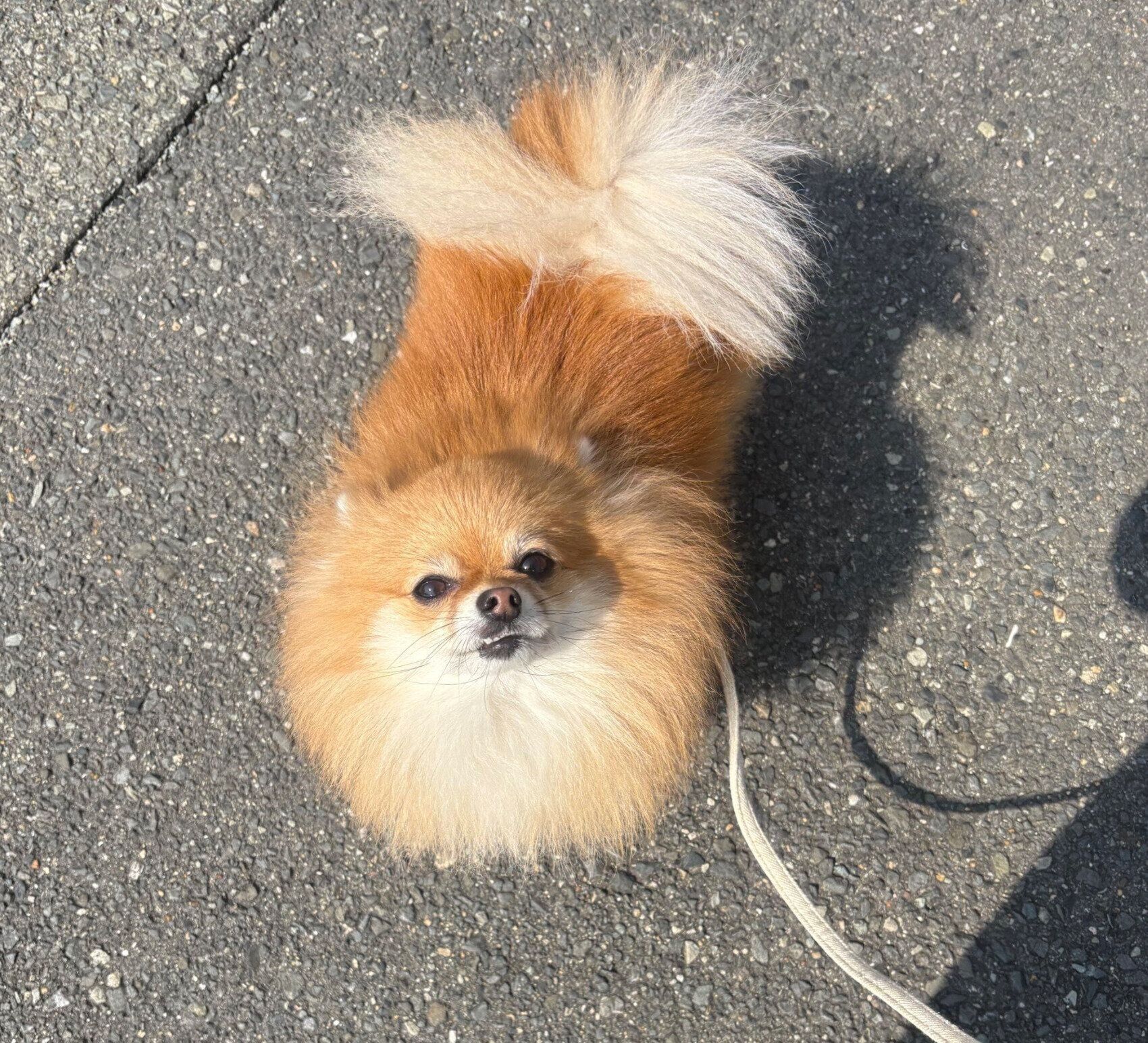 散歩をするぽんずちゃん