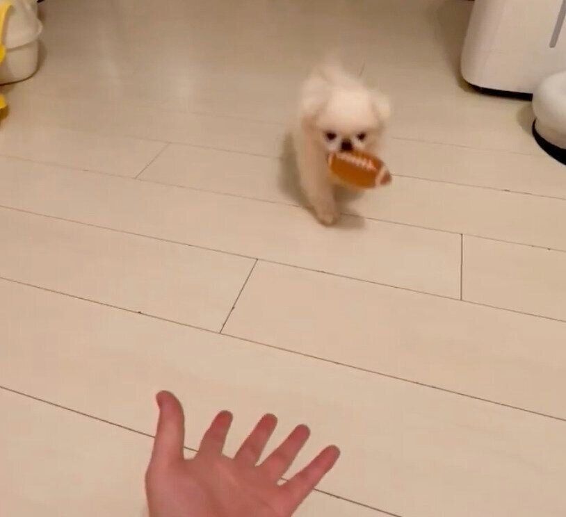 おもちゃを運ぶちくわくん