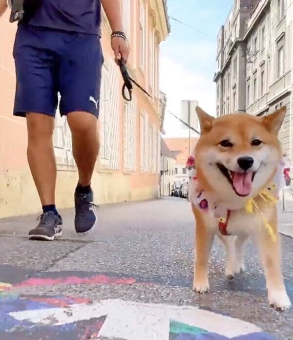 楽しくお散歩するももっぷちゃん