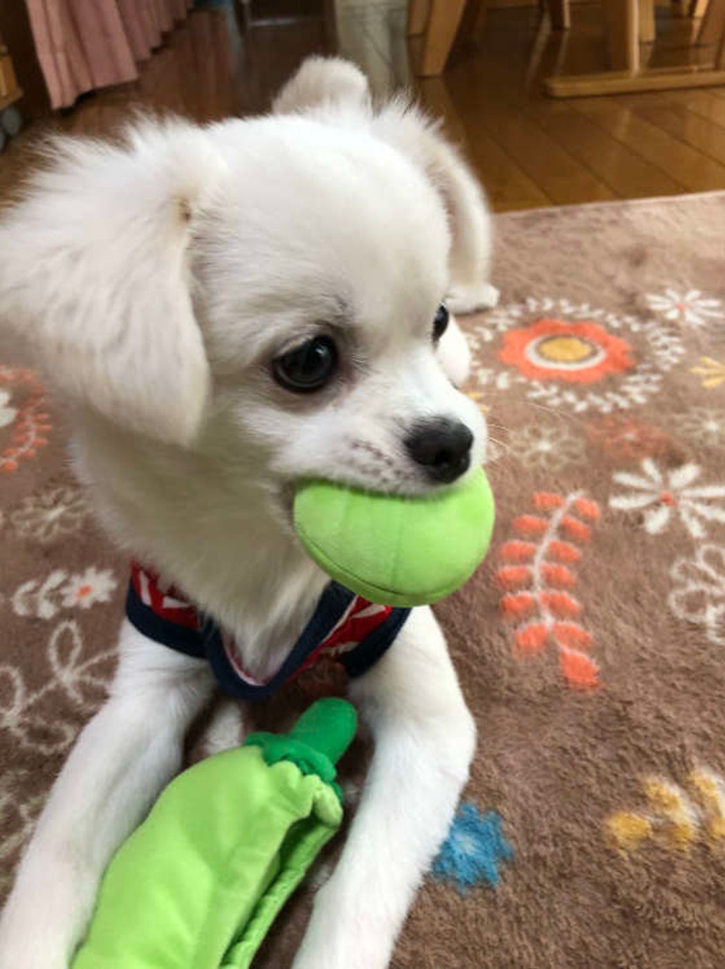 犬に枝豆を与えてもいいの 枝豆を与える際の注意点も いぬのきもちweb Magazine 犬に枝豆を与えてもいいの 枝豆を与える際の注意点も いぬのきもちweb Magazine