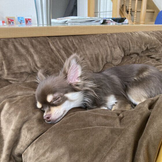 チワワのちょこちゃん