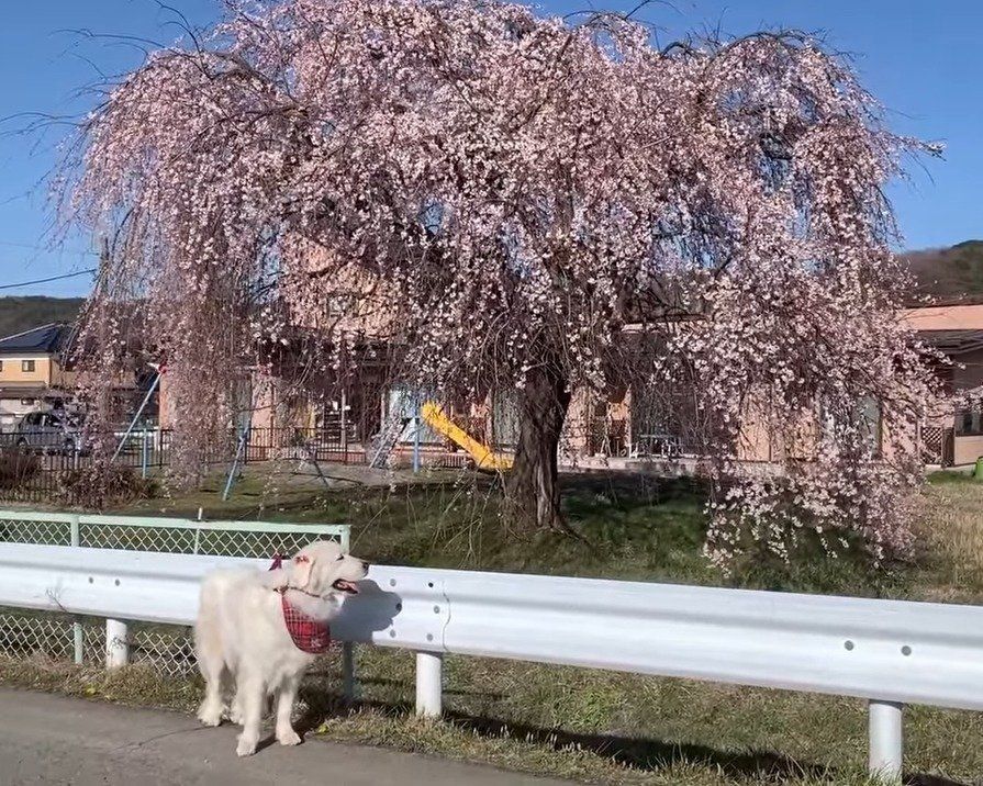 桜と犬