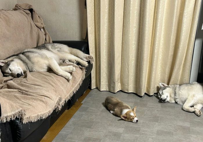 “電池切れ”する愛犬たち