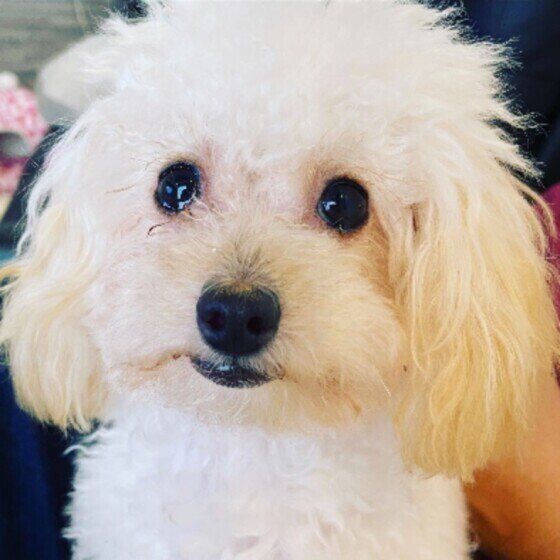 うるうるするトイ・プードルのラテちゃん