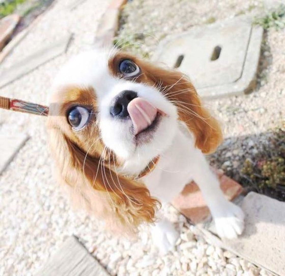 愛犬とのお出かけや散歩に 100均 300均の便利グッズ いぬのきもちweb Magazine 愛犬とのお出かけや散歩に 100均 300均の便利グッズ いぬのきもちweb Magazine