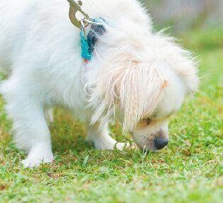 大好きな散歩のとき、ムゥくんはニオイによって自分がいる場所を把握。刺激になるよう異なるコースを回るようにしています