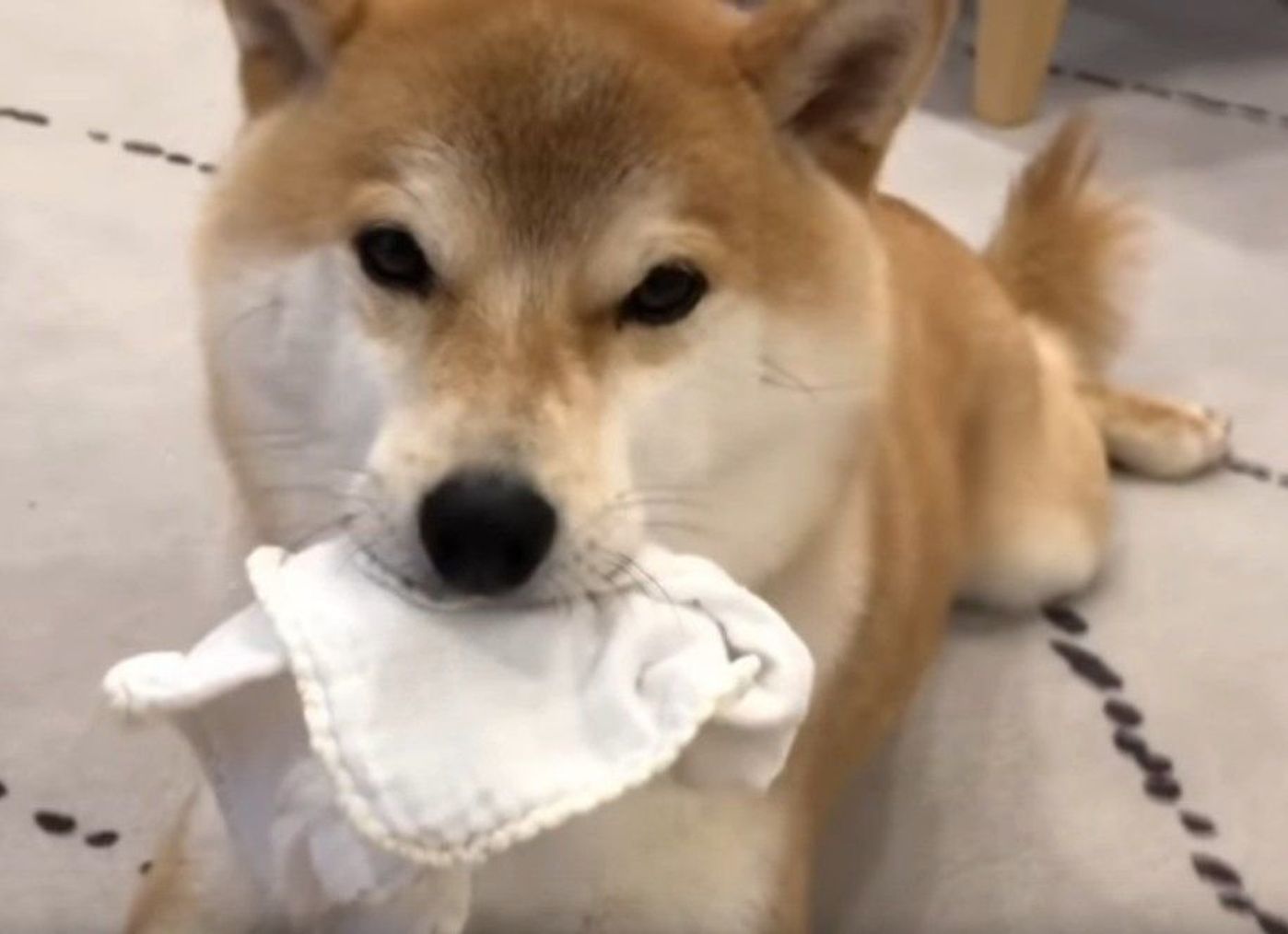 生後3ヶ月の赤ちゃんに戸惑う柴犬 微妙な距離感が愛おしい いぬのきもちweb Magazine 生後3ヶ月の赤ちゃんに戸惑う柴犬 微妙な距離感が愛おしい いぬのきもちweb Magazine