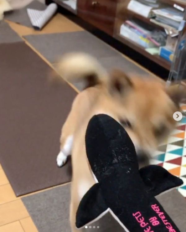 鰻のオモチャを狩る柴犬