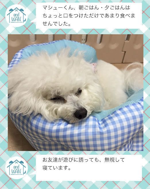 ペットホテルに3泊4日 マシューとマルモともだち100わんできるかな いぬのきもちweb Magazine