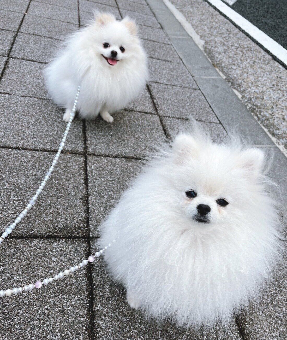 散歩するあんにんくん、おこめくん