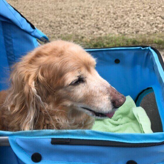 運動量が落ちたシニア犬、お散歩で気を付けることは? いぬのきもち