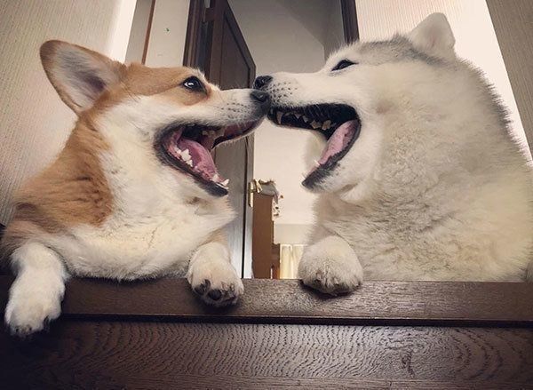 楽しそうなキャリーちゃんとムギちゃん