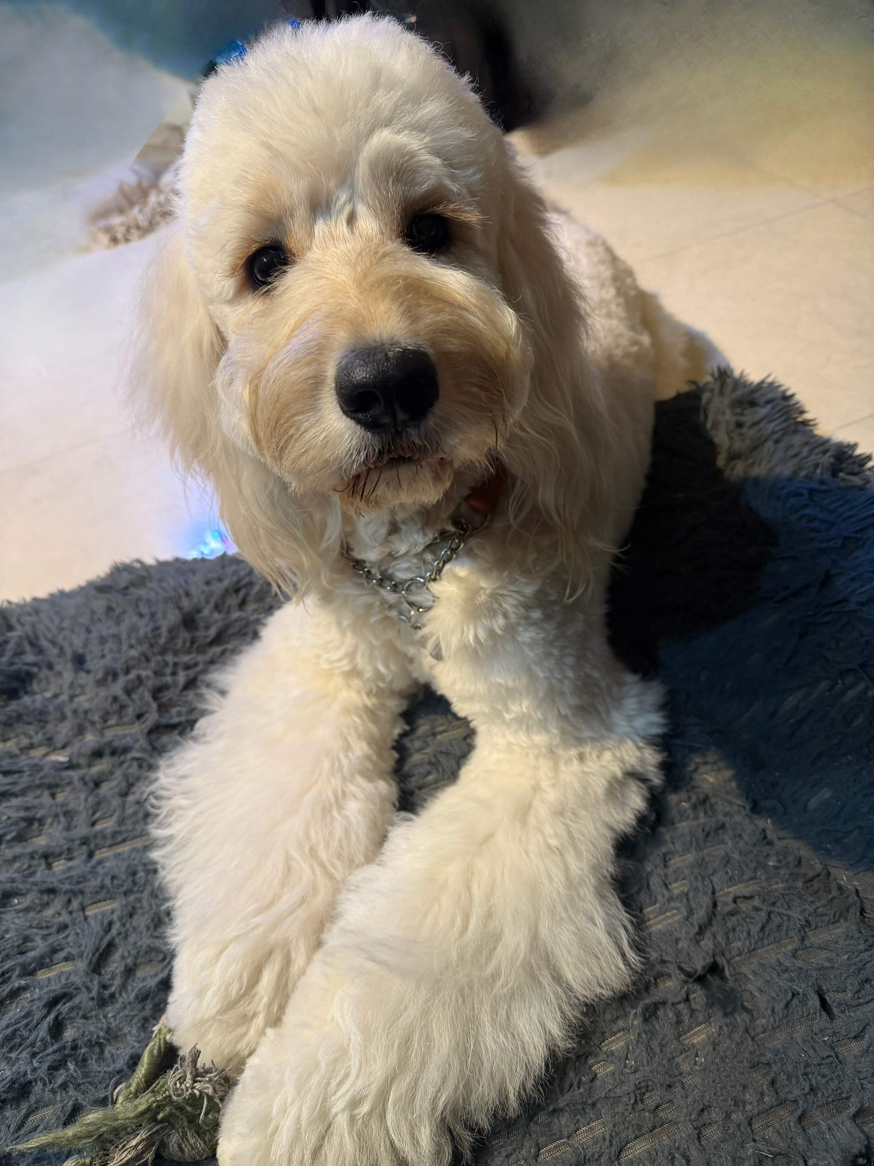 おすわりしてこちらを見つめる犬