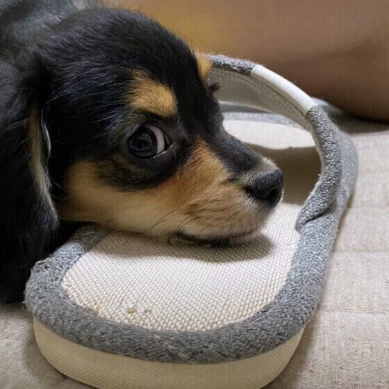 犬が飼い主の靴下やスリッパを好む理由と噛む場合の対処法 いぬのきもち