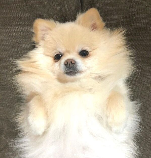 ヘソ天するむぎちゃん