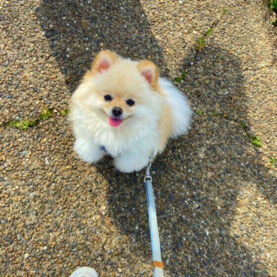 楽しそうな犬の歩き方 に注意して 実は病気やケガの可能性も いぬのきもちweb Magazine