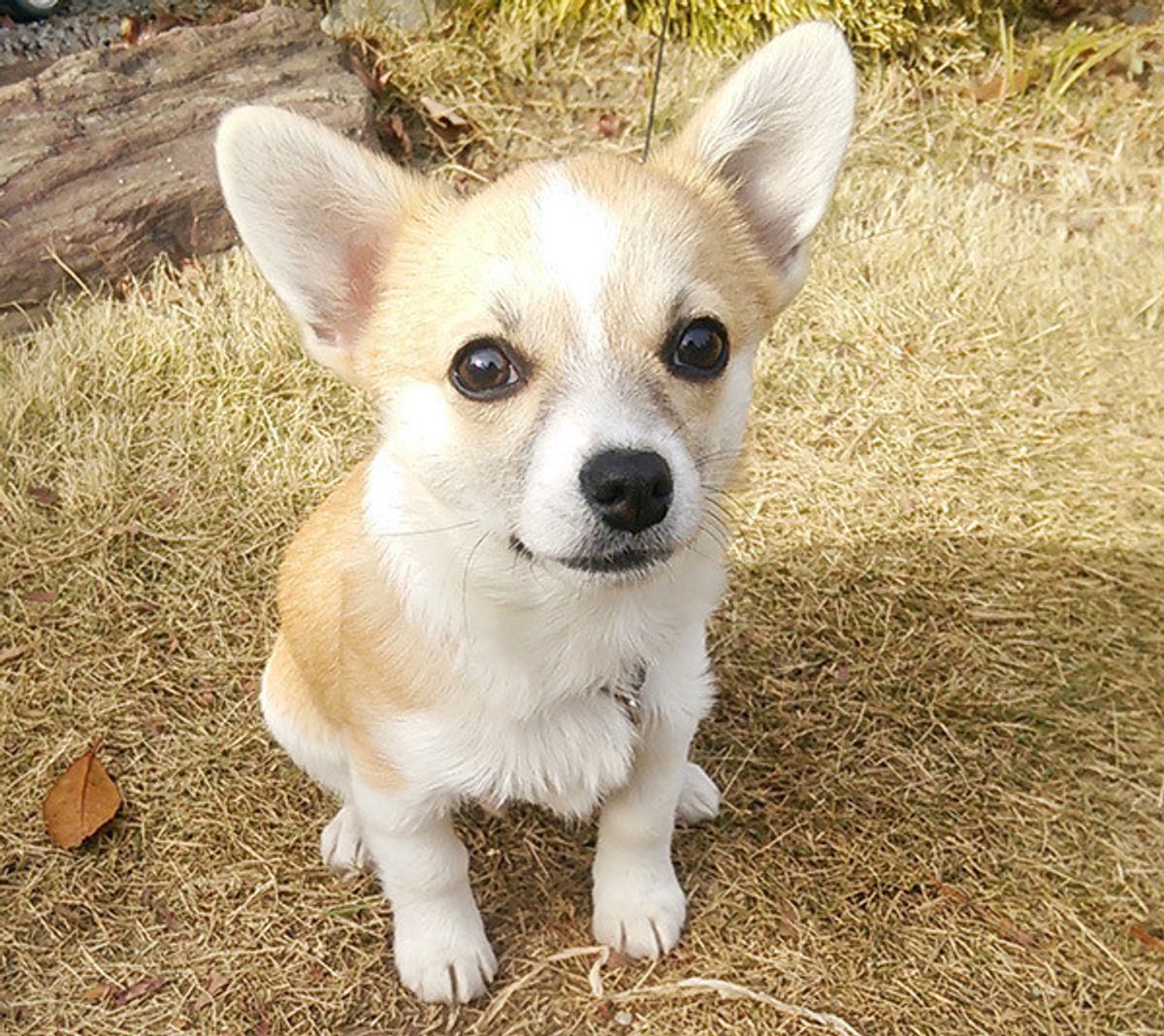 ありえない 愛犬家が激怒した 無責任すぎる飼い主 の特徴 いぬのきもちweb Magazine ありえない 愛犬家が激怒した 無責任すぎる飼い主 の特徴 いぬのきもちweb Magazine