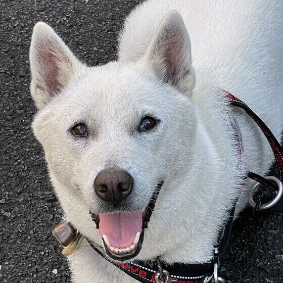 犬の血尿はなぜ起こる？ 原因と対処法について獣医師に聞いてみた いぬのきもち