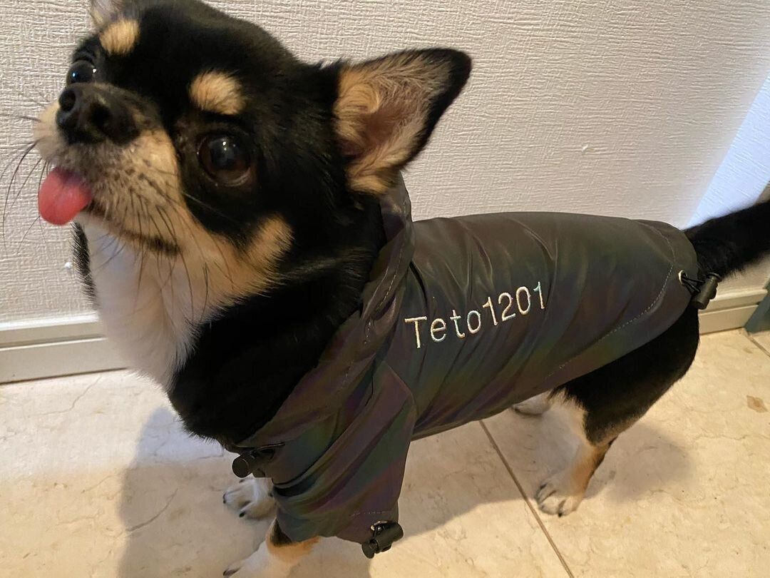 テトちゃん（ロングコートチワワ）