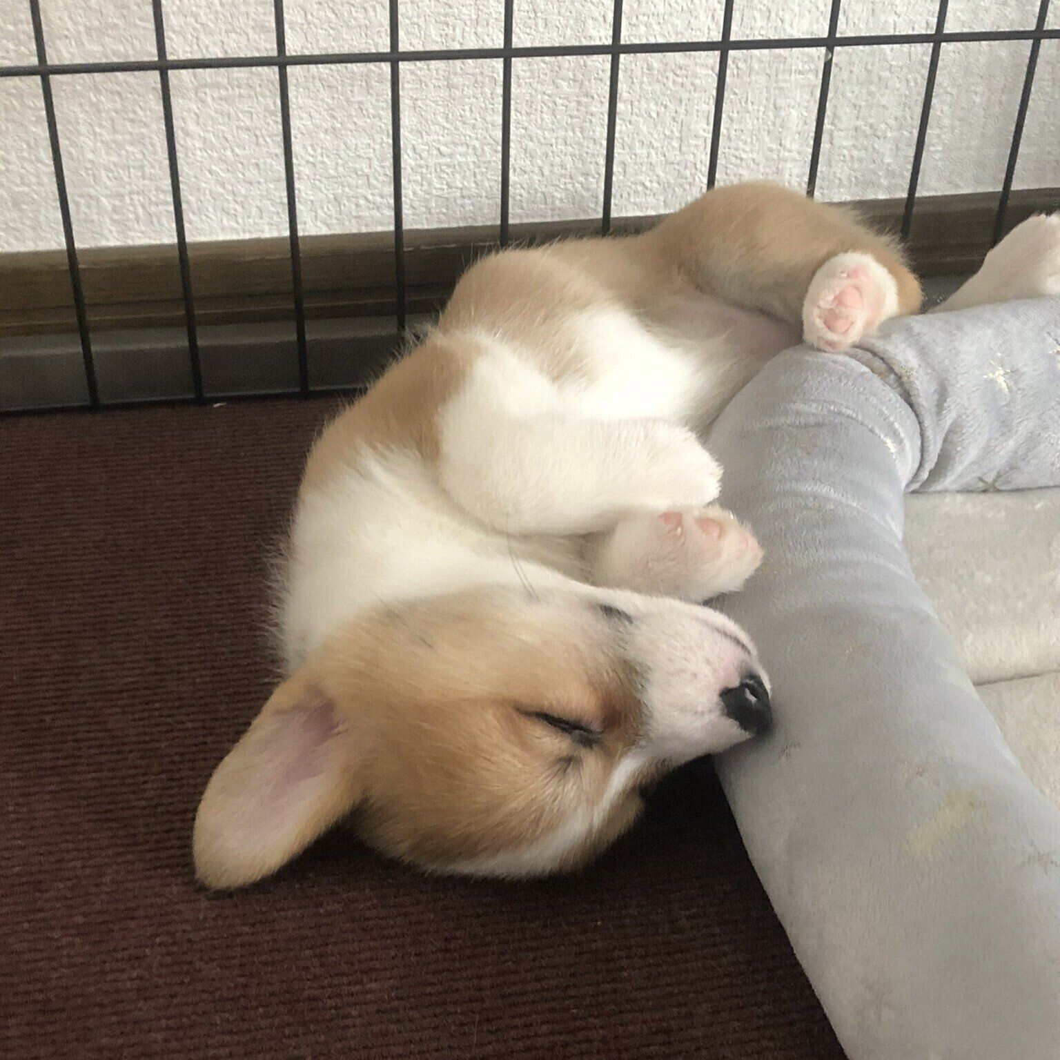 「反則級のかわいさ」として投稿された子犬時代の神楽ちゃんの寝姿
