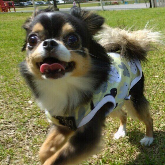 チワワのまるちゃん