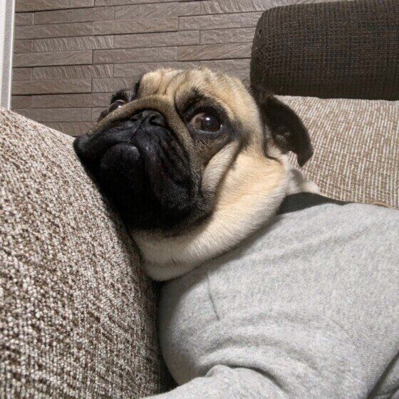 ストレスが大敵!犬の寿命と縮める生活習慣とは?