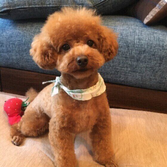 犬が食べない場合、動物病院受診の目安は？ いぬのきもち