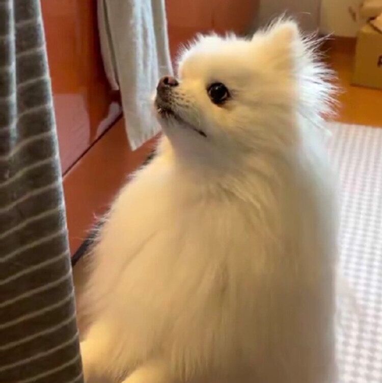 飼い主さんがゴハンの準備をするのを待つらんまるくん
