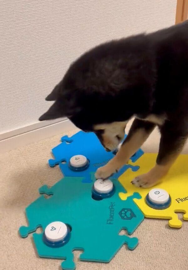 ボタンを押すごまちゃん