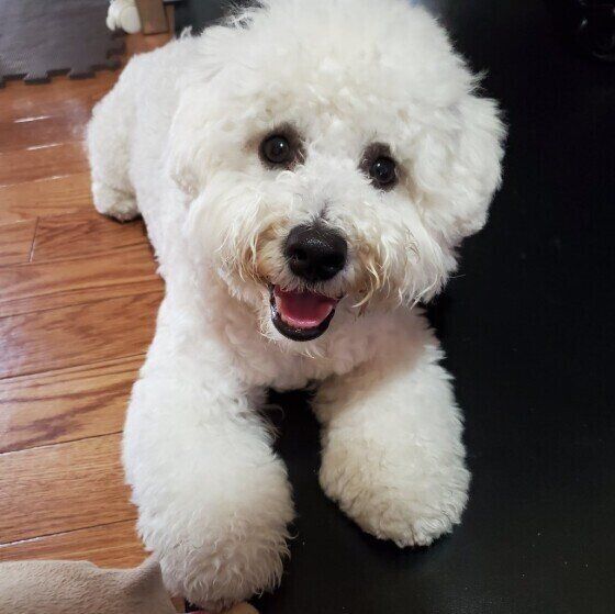 熱湯はNG！ドライフードをふやかして与える際に気をつけること いぬのきもち