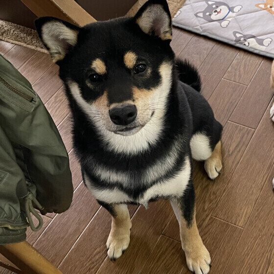 柴のさんたくん