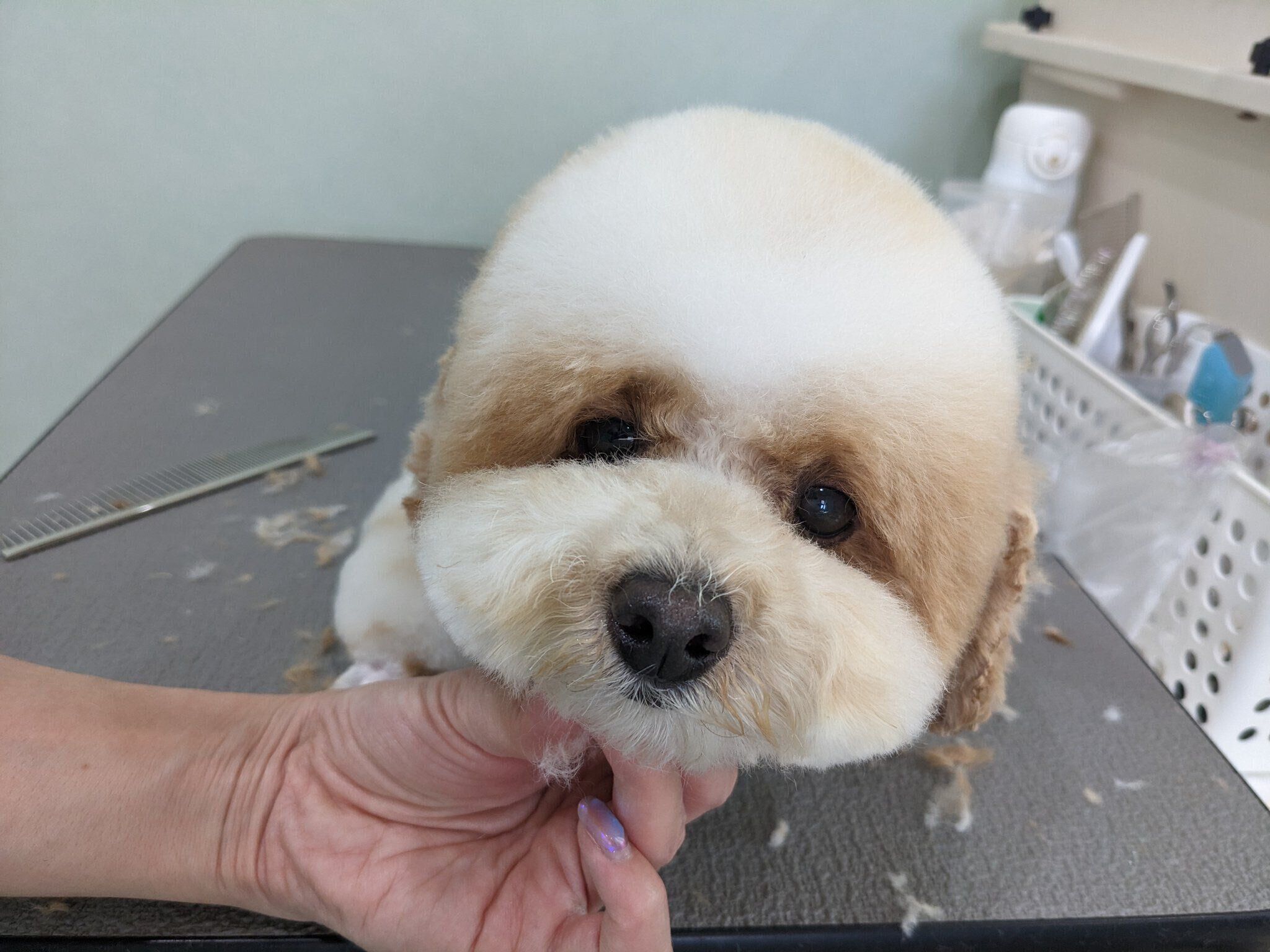 トリミング中のハチミツちゃん