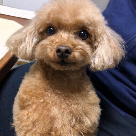 トリミングをしたSUNNY