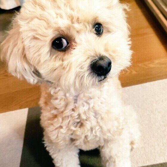 トイプードルの視線