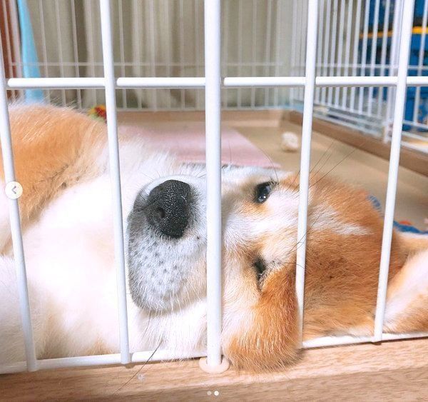 変顔して寝る秋田犬