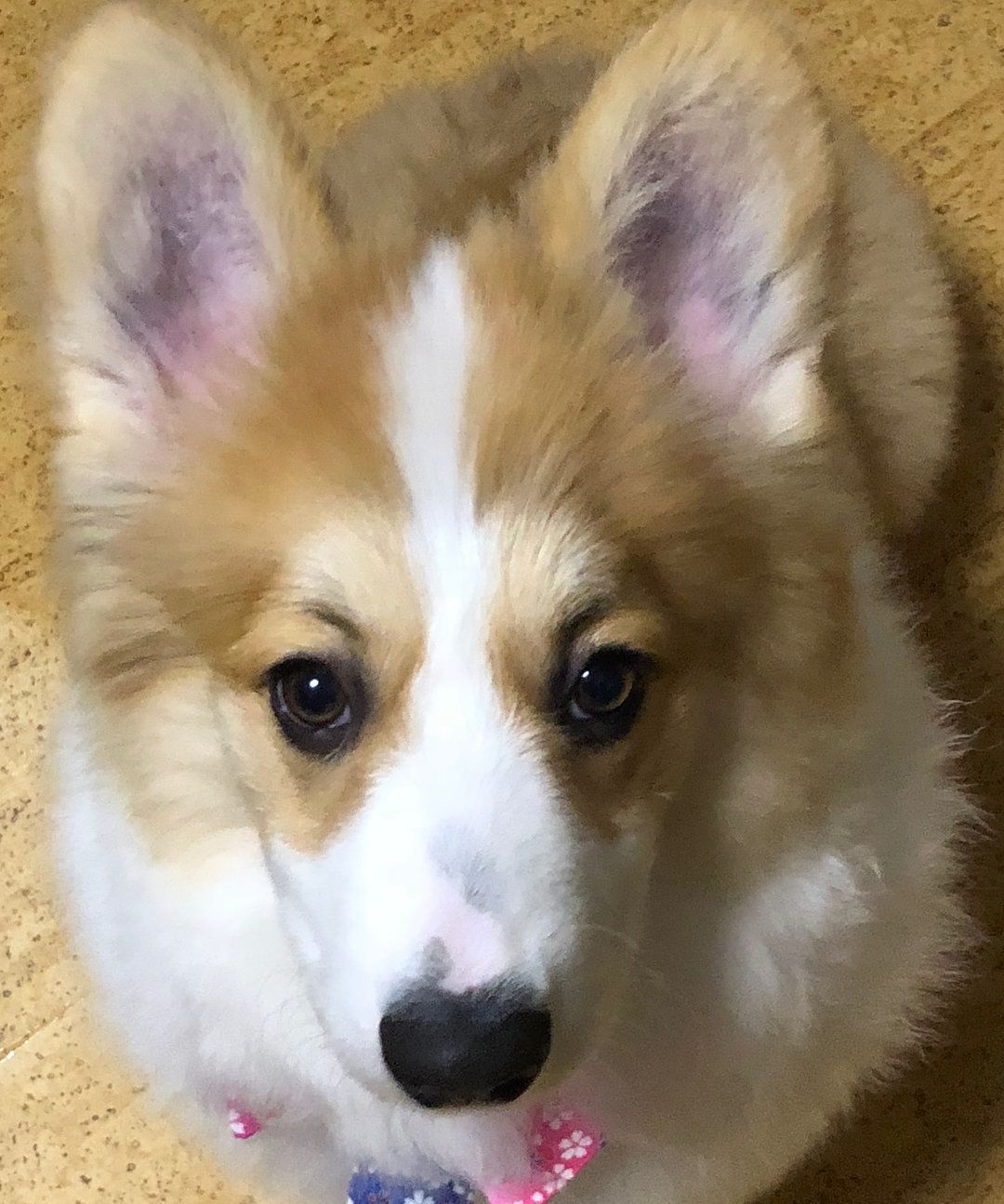 フラッフィーの康太くん