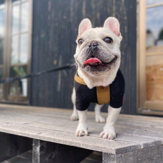 なぜマウンティングをするの？ 犬が他の犬の上に乗る心理 いぬのきもち