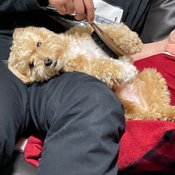 小型犬Mixのもかくん