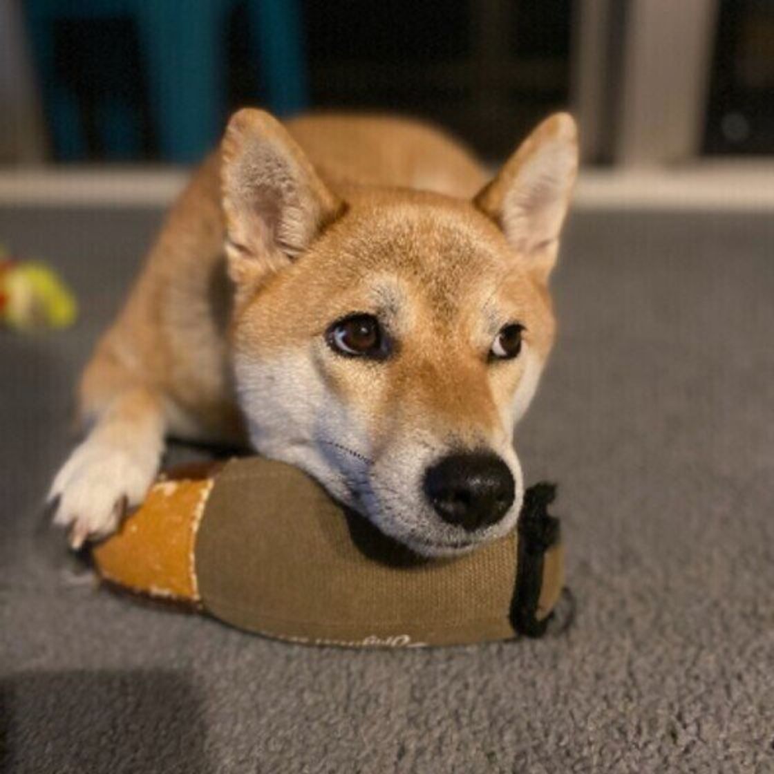 犬が見せる 疲労のサイン は 緊張による疲れ は飼い主の配慮も必要に いぬのきもちweb Magazine 犬が見せる 疲労のサイン は 緊張による疲れ は飼い主の配慮も必要に いぬのきもちweb Magazine