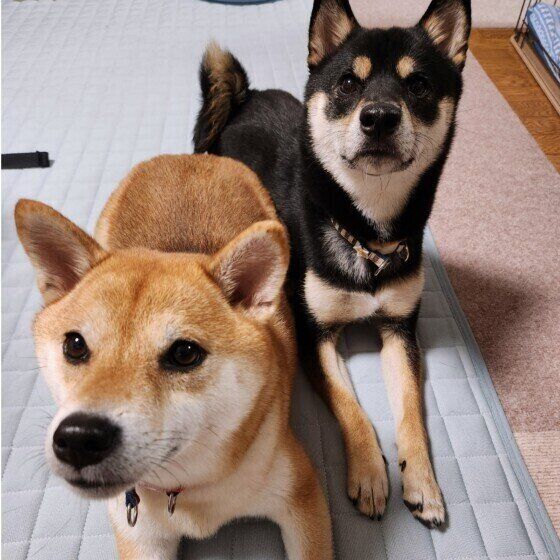 柴の天くんたち♪