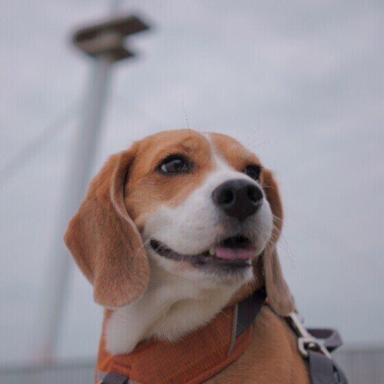 ビーグルのメイちゃん