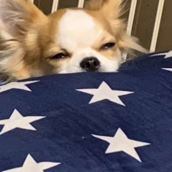 二度寝するチワワ