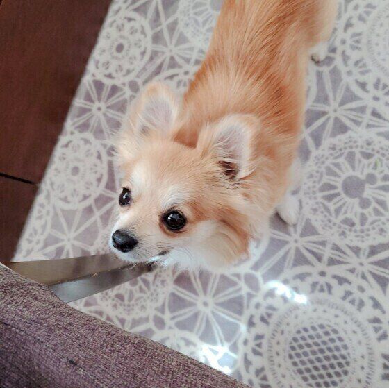 見上げるチワワ