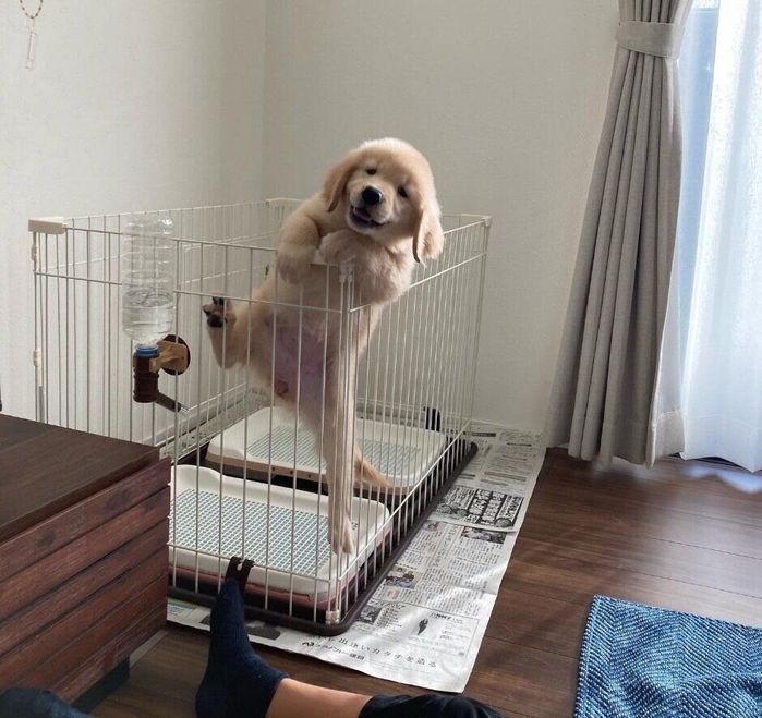 ケージをよじ登るミィちゃん