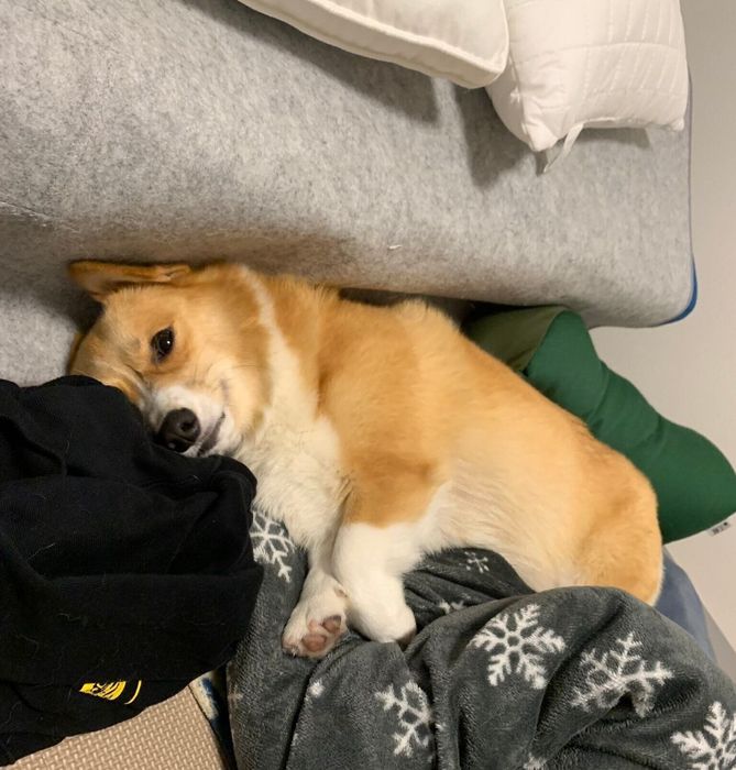 寝室でじーっと飼い主さんを見るぷるたすちゃん