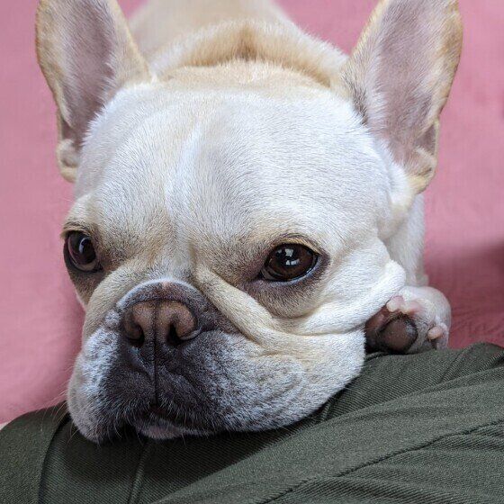 シニア犬は鼻が乾燥しやすい？正しい対処法は？ いぬのきもち