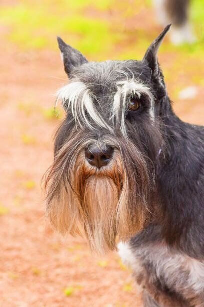 ミニチュアだけじゃない シュナウザー種 3犬種の魅力 いぬのきもちweb Magazine ミニチュアだけじゃない シュナウザー種 3犬種の魅力 いぬのきもちweb Magazine
