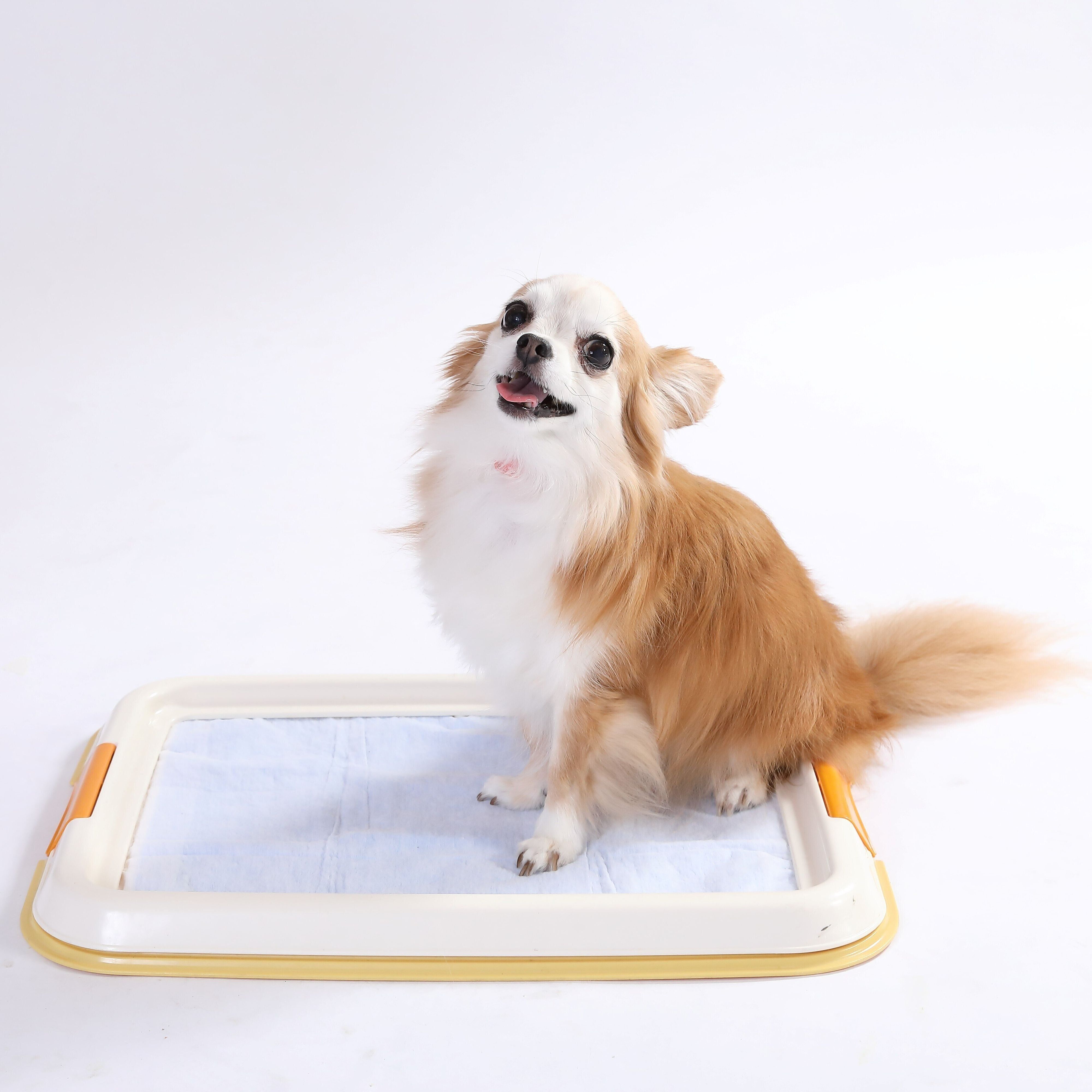 写真／尾﨑たまき