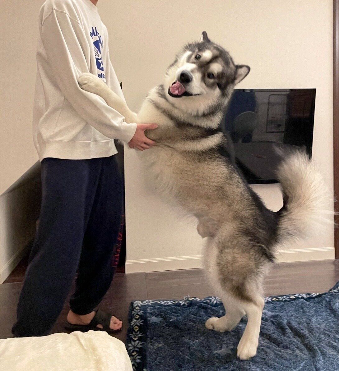 楽しそうなアルくん