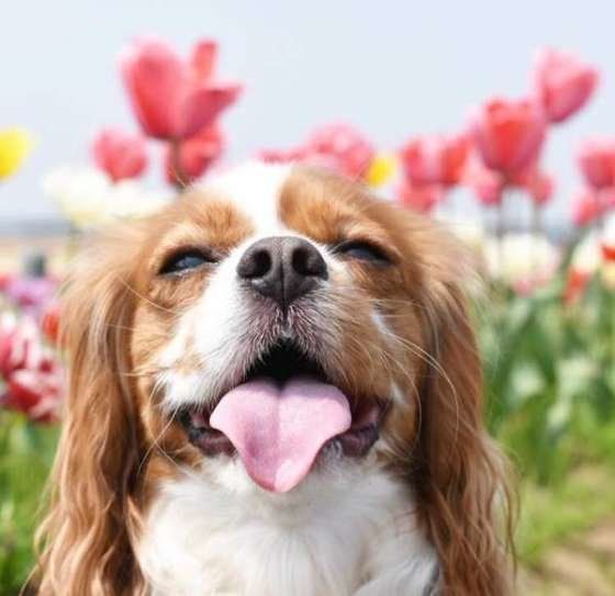 笑顔のキャバちゃん